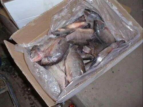 Frozen Fish