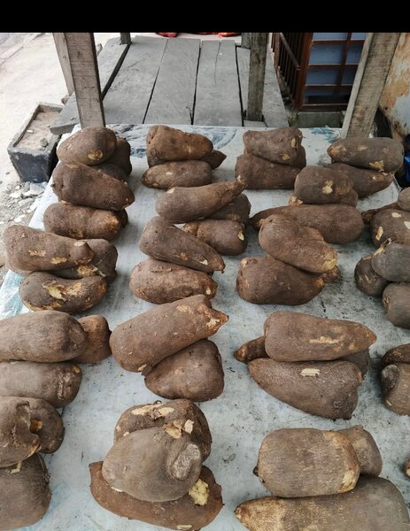 Yam Africain Frais Biologique