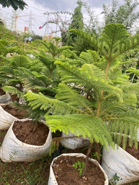 Sapin d'intérieur naturel