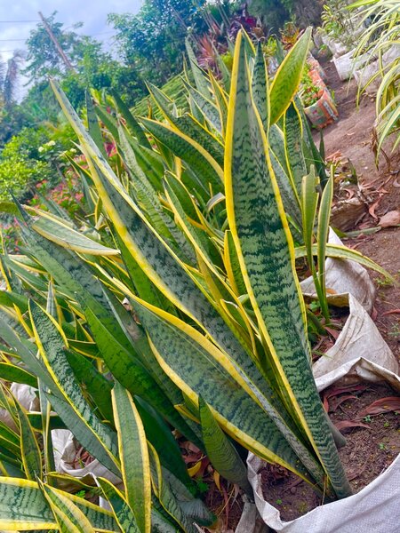 Snake repellent plant (Anti-snake)