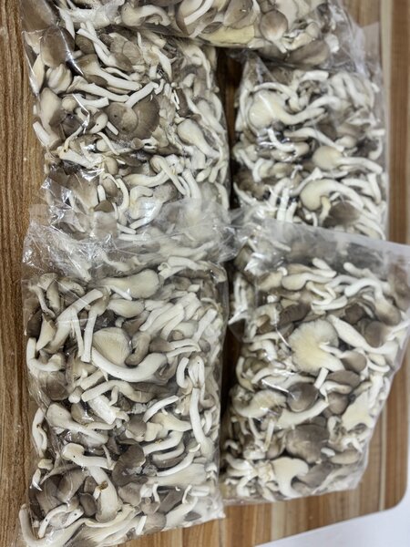 Freshly picked Oyster Mushrooms