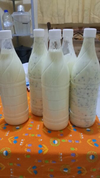 Boissons probiotiques maison