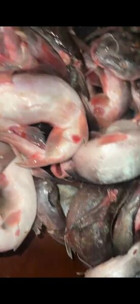 Mâchoirons d'eaux douces