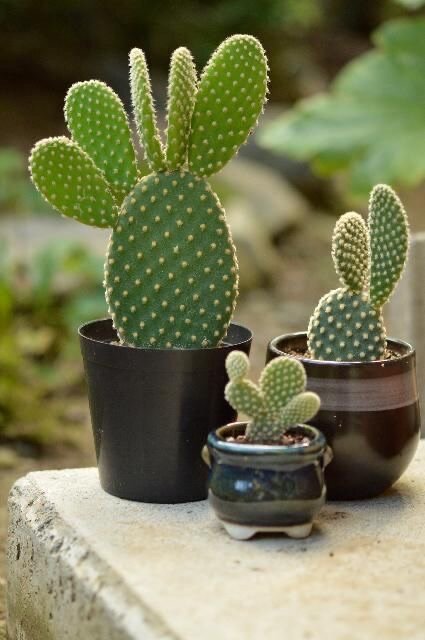 Bunny Ear Cactus