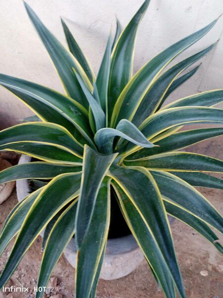 plantes vertes d'intérieur