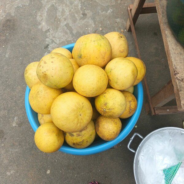 Pamplemousse Frais