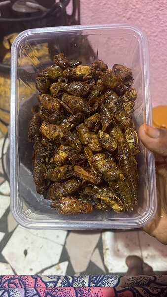 Insectes comestibles croustillants