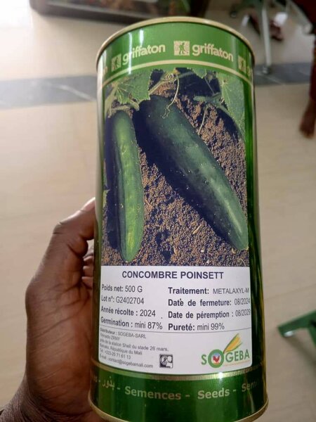 Graines de Concombre Poinsett