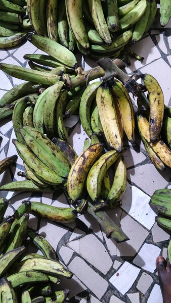 Banane plantain