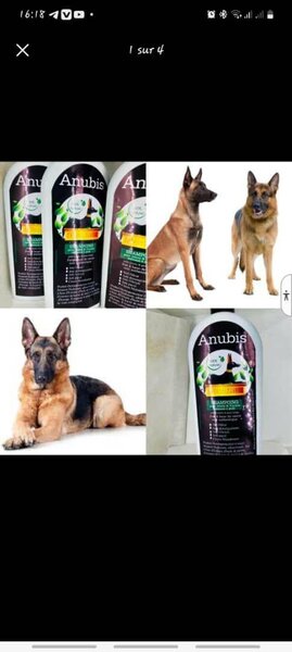 Shampooing Anubis pour Chiens