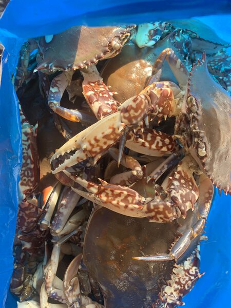 Crabes frais de qualité