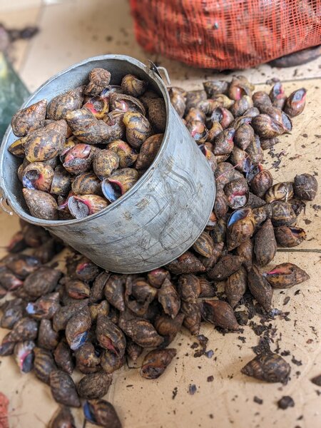 Escargots frais en vrac