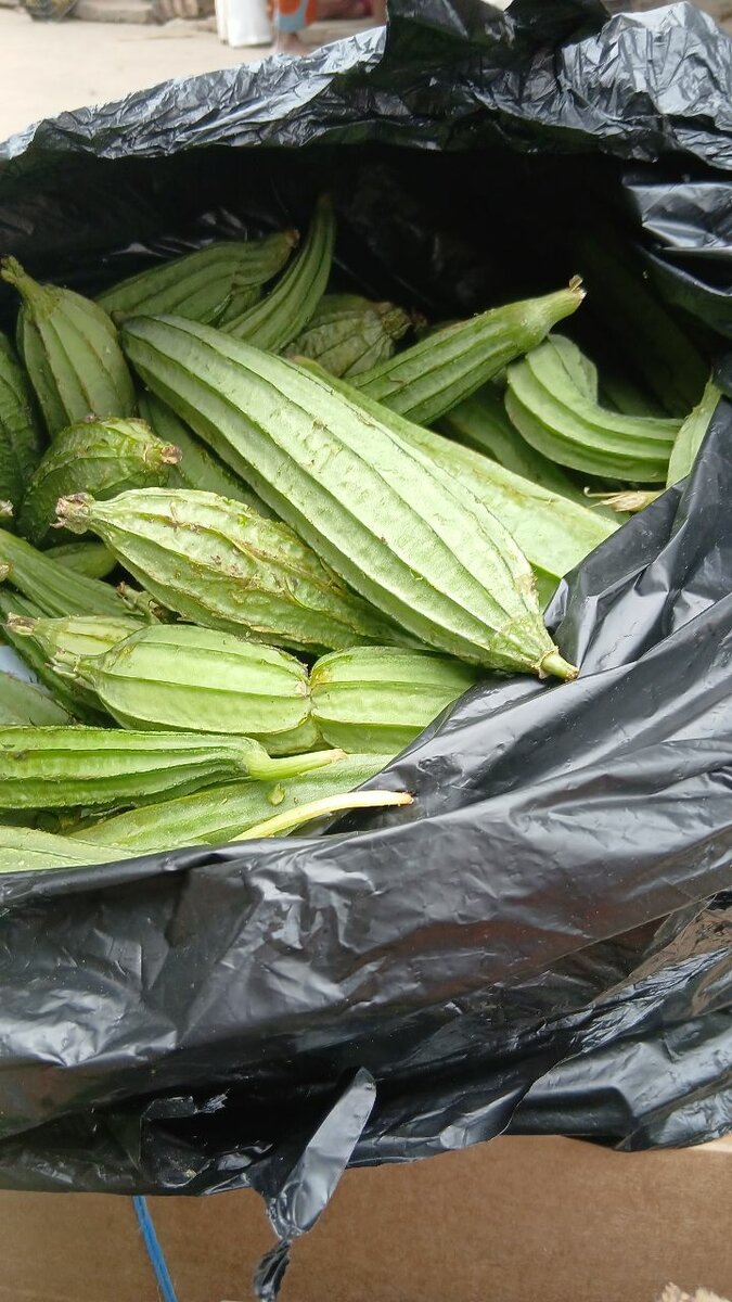 Piments verts frais bio