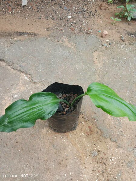 plantes vertes d'intérieur