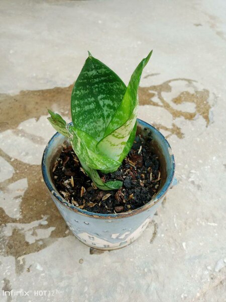 plantes vertes d'intérieur