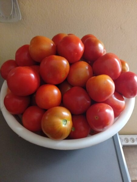 Tomates frais de jardin