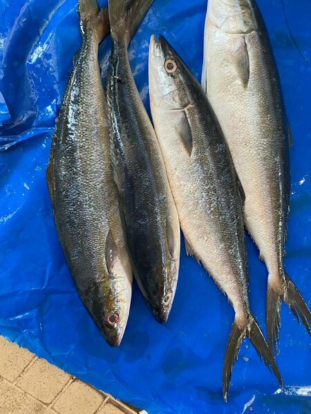 Poisson banane frais