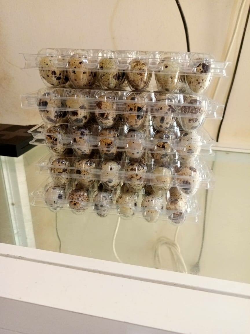 10 plaquettes de 30 œufs