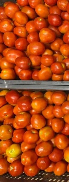 Tomates fraîches juteuses