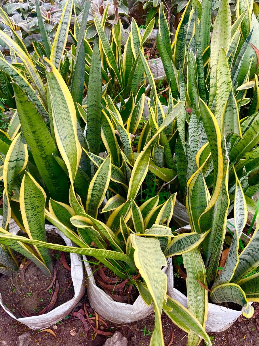 Snake repellent plant (Anti-snake)