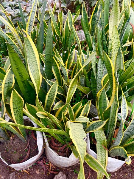 Snake repellent plant (Anti-snake)
