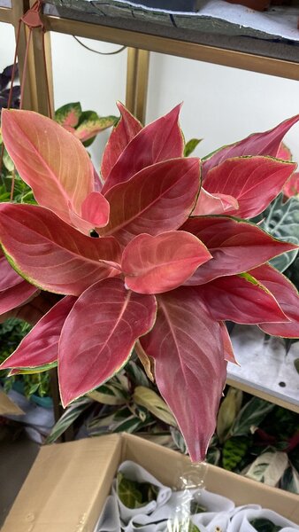 Аглаонемы разнообразие сортов