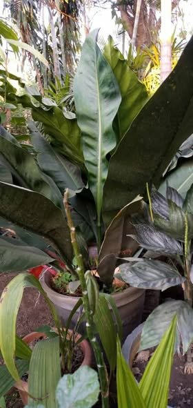 plantes vertes d'intérieur