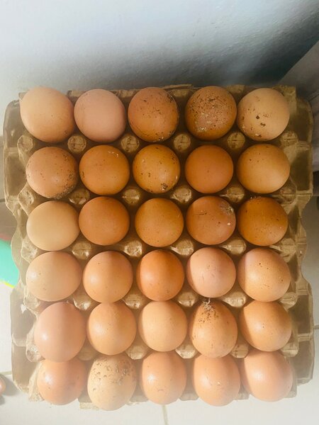 Oeufs Fermiers Simon