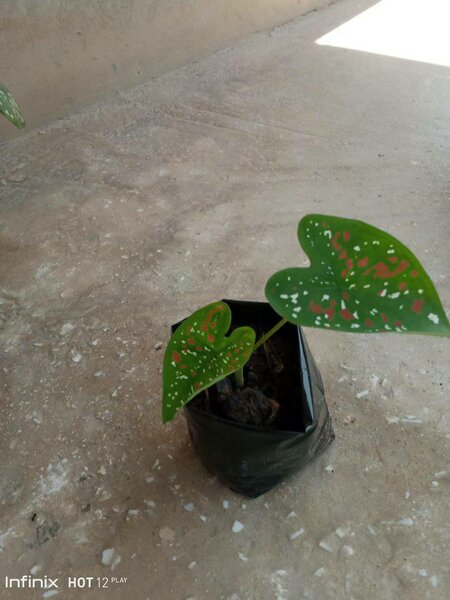 plantes vertes d'intérieur