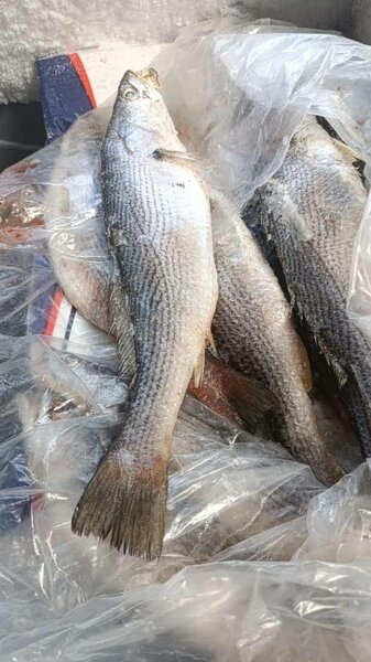 Poisson frais entier