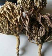 Rose de Jéricho - Plante Immortelle