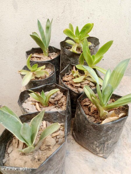 plantes vertes d'intérieur