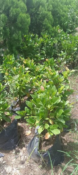 Plants de fruit miracle