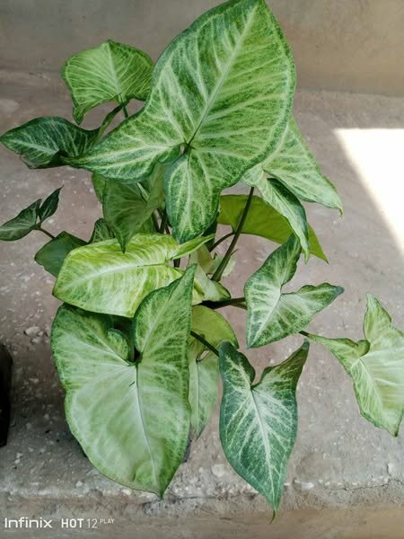 plantes vertes d'intérieur