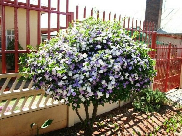 Yesterday, Today and  Tomorrow Plant