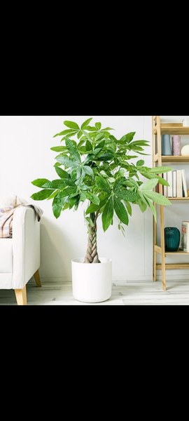 Plante verte d'intérieur élégante