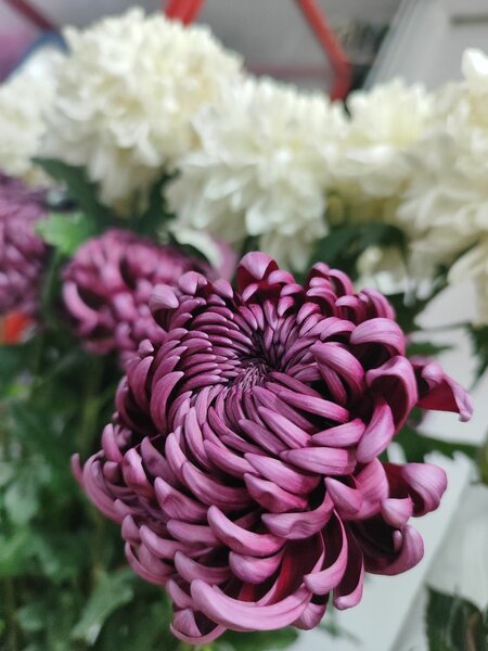 Хризантемы голандия,Кения.