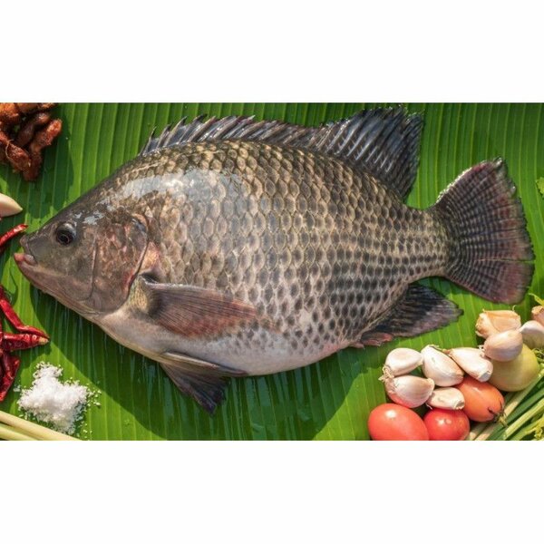 Tilapia fraîche