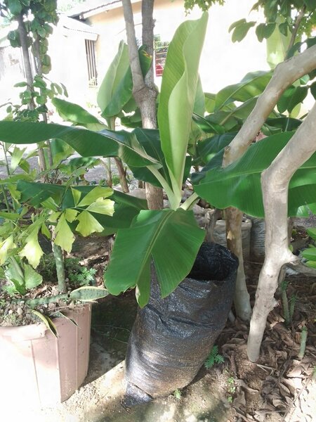 Banana tree seedlings