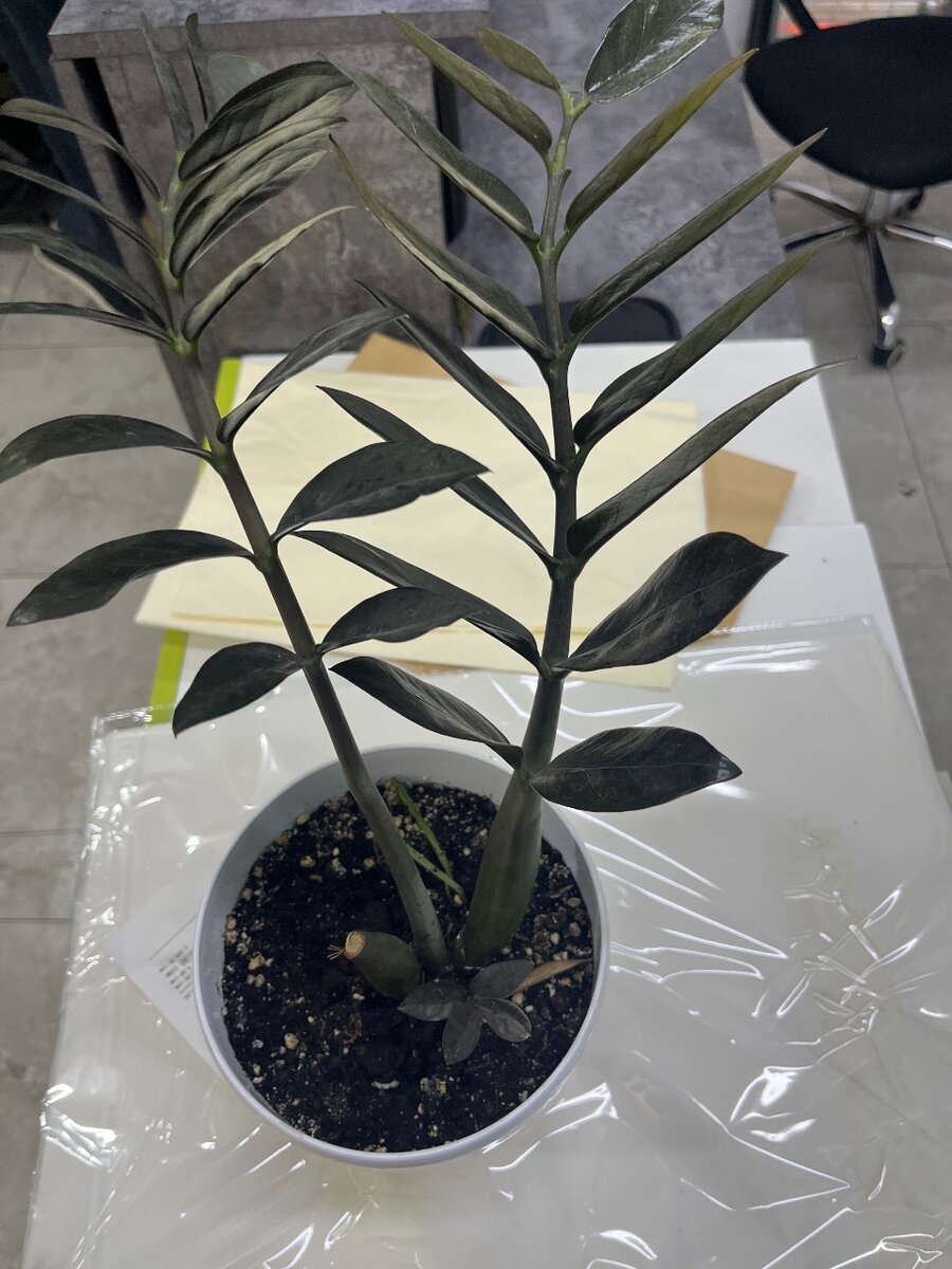 Декоративные растения