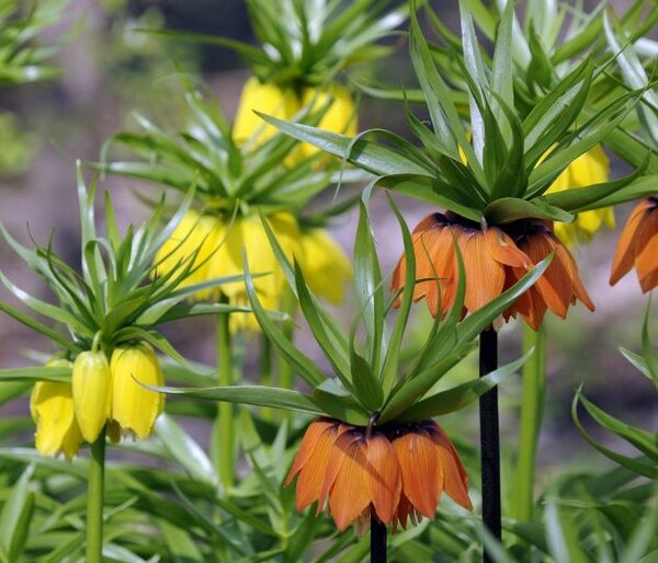 Императорские рябчики