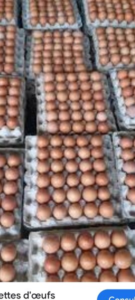 Oeufs frais de ferme bio