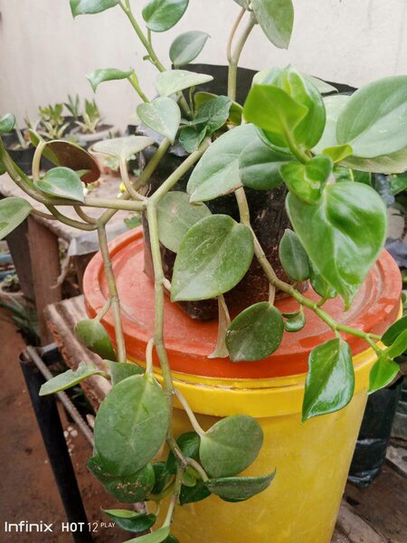 plantes vertes d'intérieur