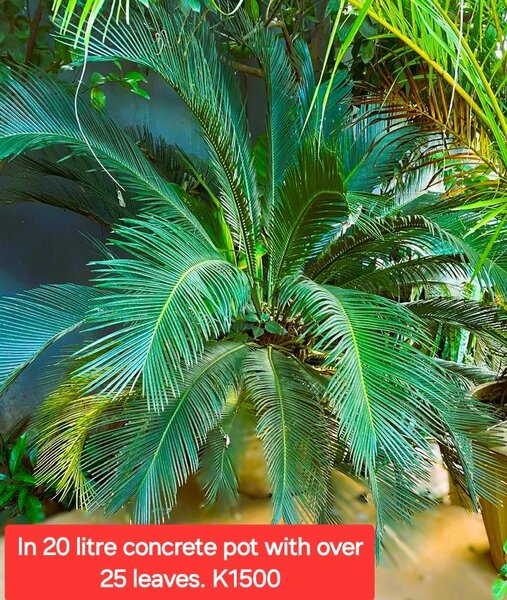 Potted indoor/outdoor plants