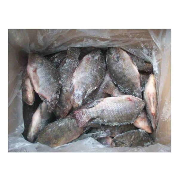 Tilapia moyen