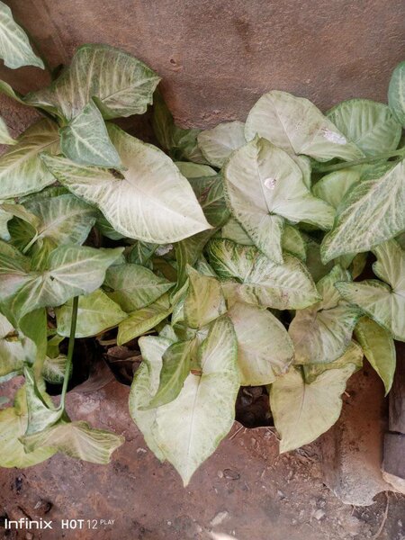 plantes vertes d'intérieur