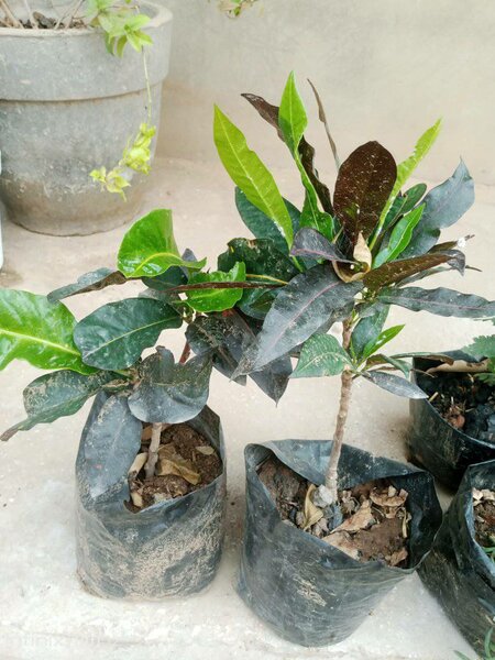 plantes vertes d'intérieur