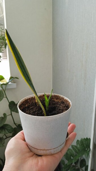 Фиалка, доллар