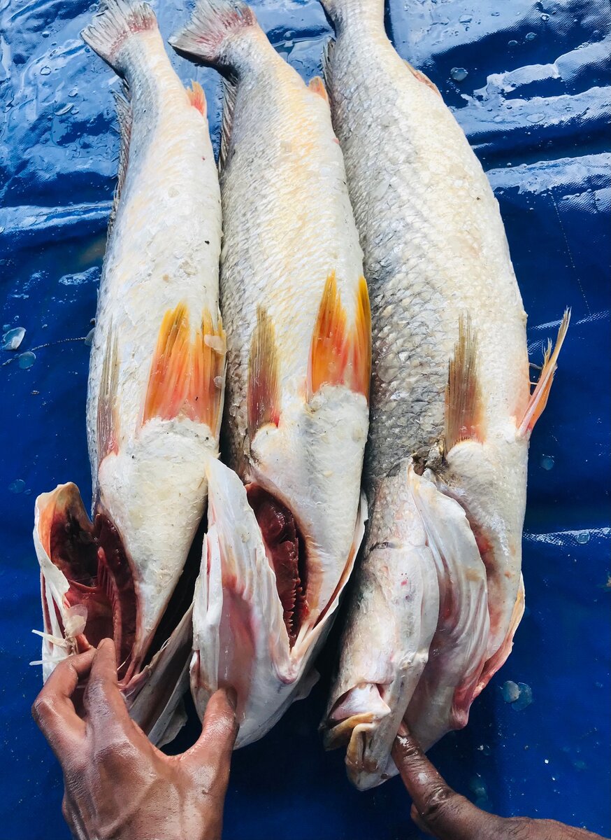 Capitaine,  Mérou , Gros bar