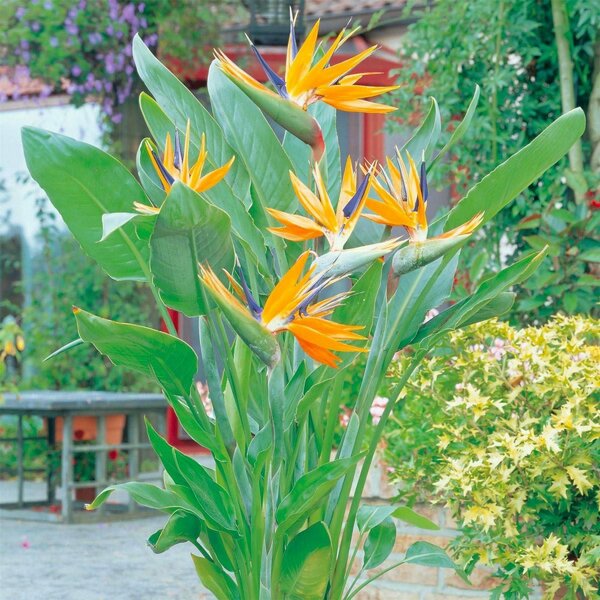 Birds of Paradise plant